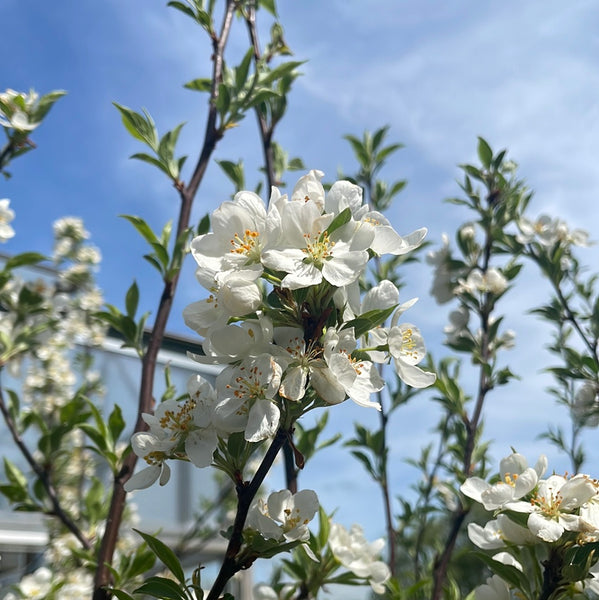 Snowdrift Crabapple | Malus 'Snowdrift' – Mandy Spring Farm