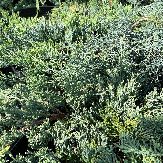 Wilton Blue Rug Juniper | Juniperus horizontalis