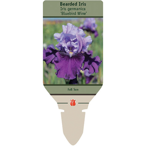 Bluebird Wine Bearded Iris | Iris germanica