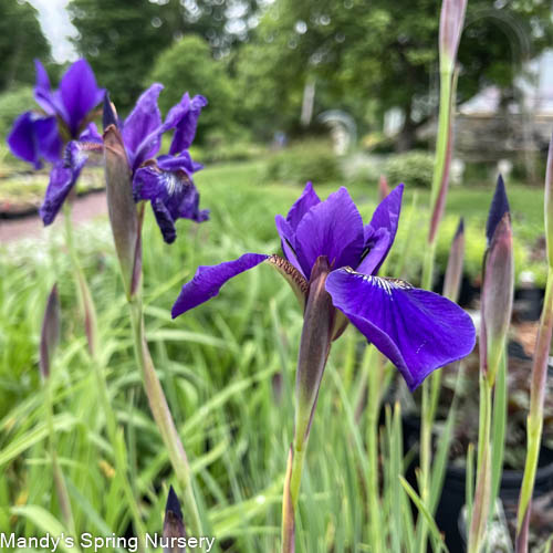 Over In Gloryland Iris | Iris sibirica