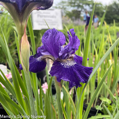 Over In Gloryland Iris | Iris sibirica
