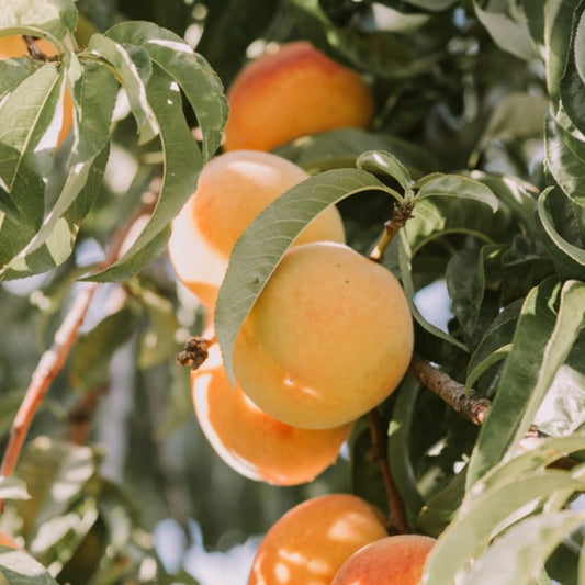 Bare Root- Debbie's Gold Apricot | Prunus 'Debbie's Gold'