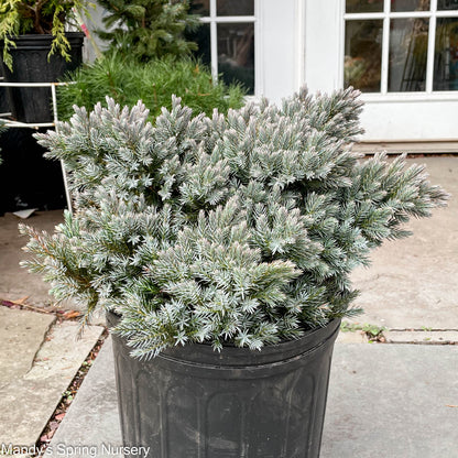 'Blue Star' Juniper | Juniperus squamata 'Blue Star'
