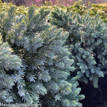 'Blue Star' Juniper | Juniperus squamata 'Blue Star'