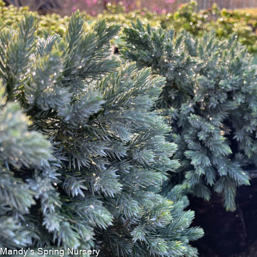 Blue Star Juniper | Juniperus squamata