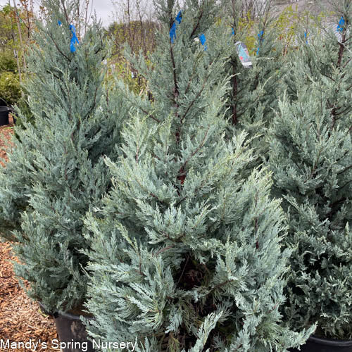 Moffat Blue Juniper | Juniperus scopulorum 'Moffettii' – Mandy Spring ...