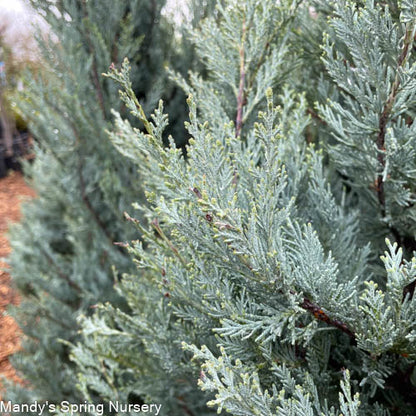 Moffat Blue Juniper | Juniperus scopulorum 'Moffettii'