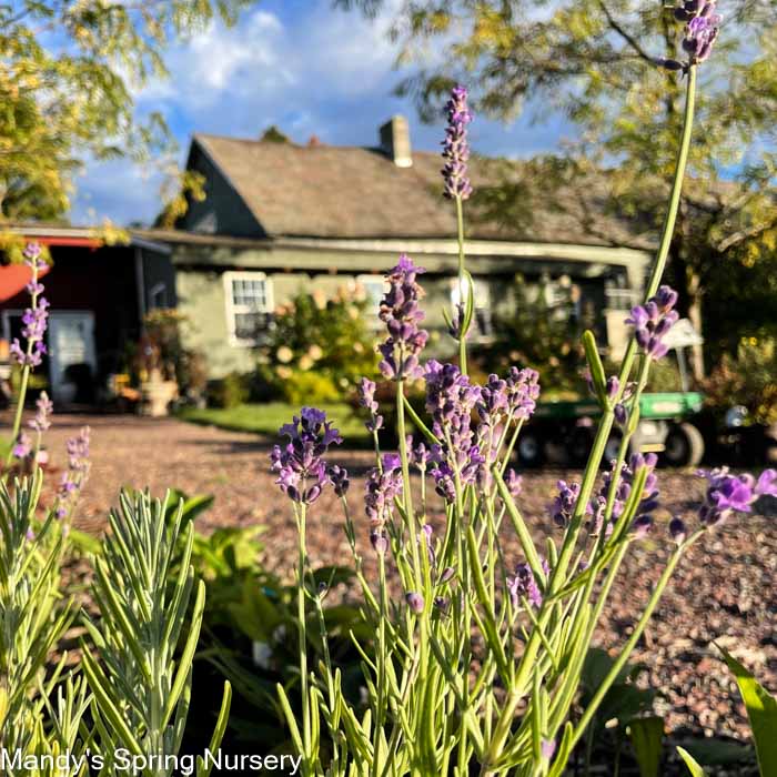 lavender plant nursery Phenomenal®' English Lavender