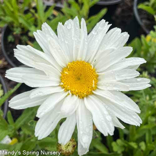 Cream Puff Shasta Daisy | Leucanthemum superbum