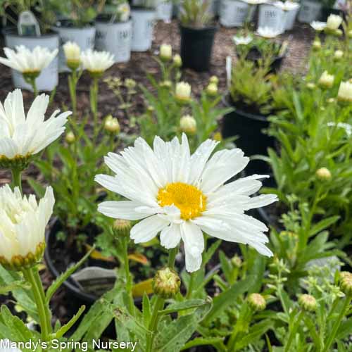 Cream Puff Shasta Daisy | Leucanthemum superbum