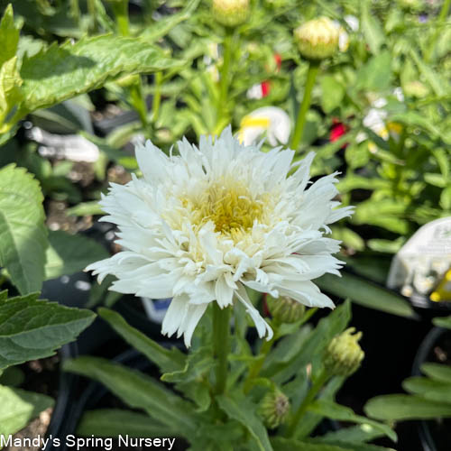 Marshmallow Shasta Daisy | Leucanthemum superbum