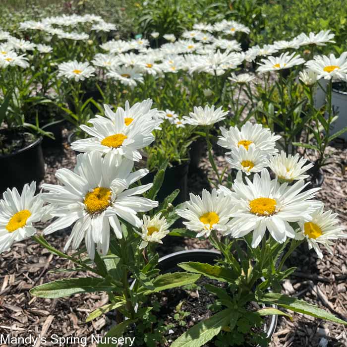 Plug - Snowcap Shasta Daisy | Leucanthemum 'Snowcap'
