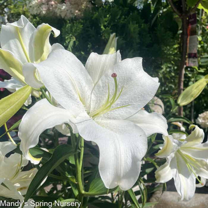 white lily series Casa Blanca Fragrant Lily