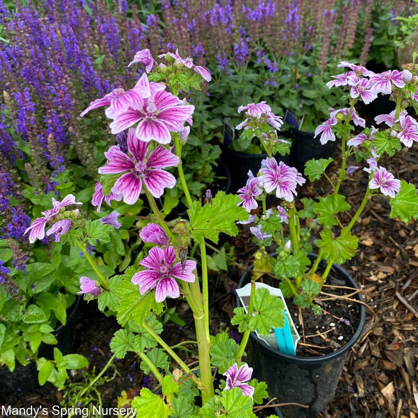 Zebrina Mallow | Malva sylvestris 'Zebrina'