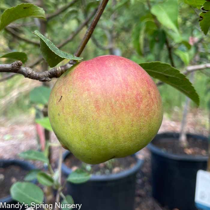 Mandy Spring Farm Nursery Liberty Apple - Thumbnail 2