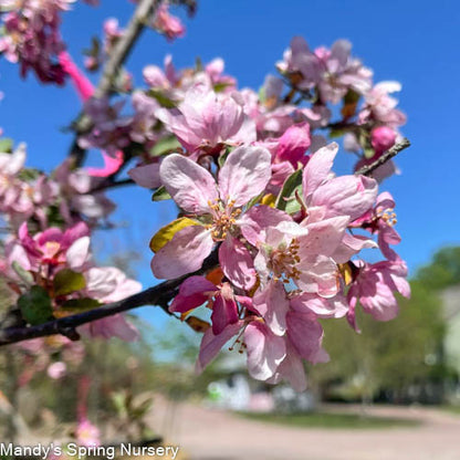 Indian Summer Crabapple | Malus 'Indian Summer'