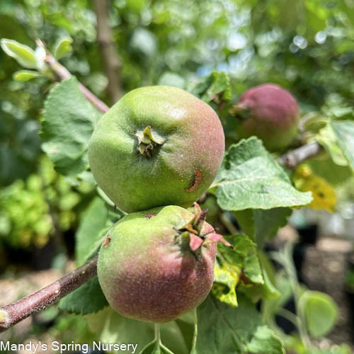 Mandy Spring Farm Nursery Liberty Apple