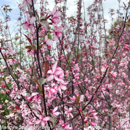 Royal Raindrops Crabapple | Malus transitoria 'JFS-KW5'