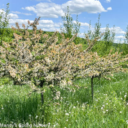 Sargent Crabapple | Malus sargentii