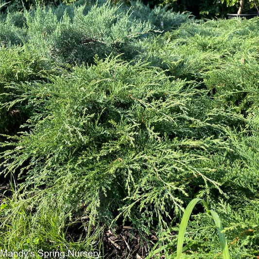 Russian Cypress | Microbiota decussata