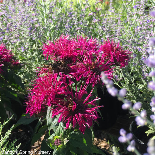 Leading Lady Plum Bee Balm | Monarda