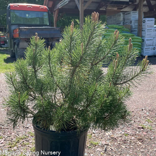 Mugo Pine | Pinus mugo var. pumilio