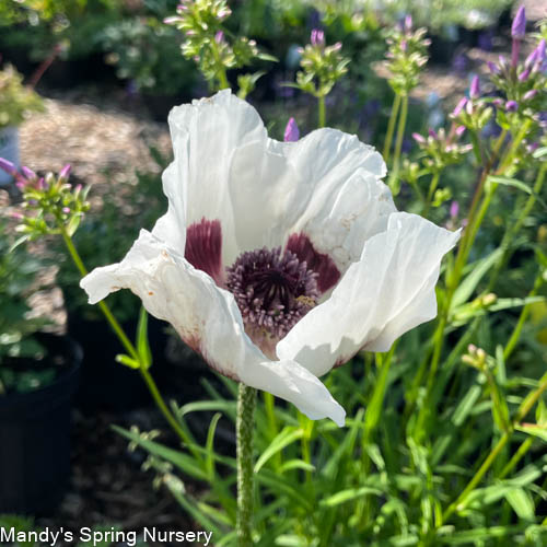 'Royal Wedding' Oriental Poppy | Papavar orientalis