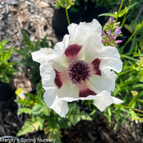 'Royal Wedding' Oriental Poppy | Papavar orientalis