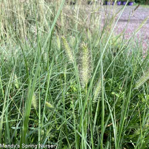 Hameln Fountain Grass | Pennisetum alopecuroides