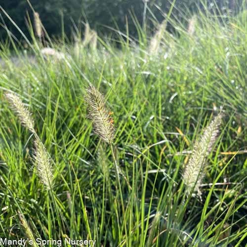 Hameln Fountain Grass | Pennisetum alopecuroides