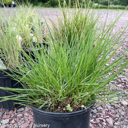 Little Bunny Grass | Pennisetum alopecuroides