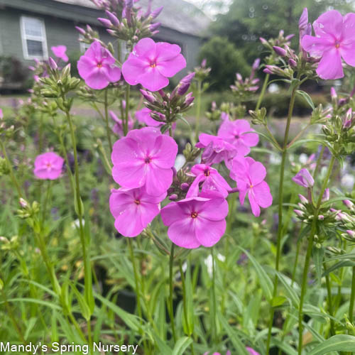 Covergirl Phlox | Phlox paniculata