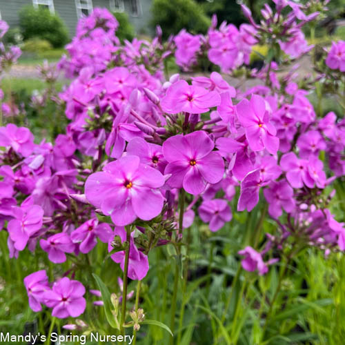 Covergirl Phlox | Phlox paniculata – Mandy Spring Farm Nursery, Inc.