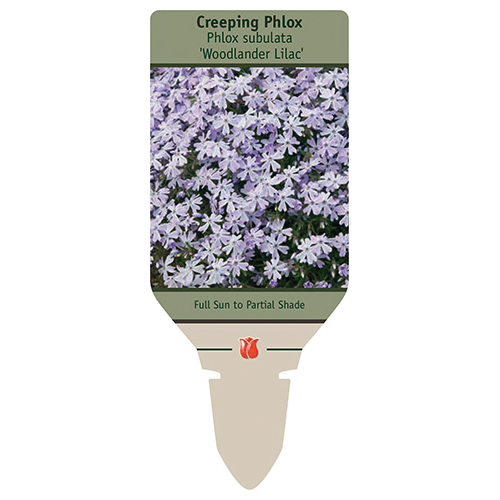 Woodlander Lilac Creeping Phlox | Phlox subulata