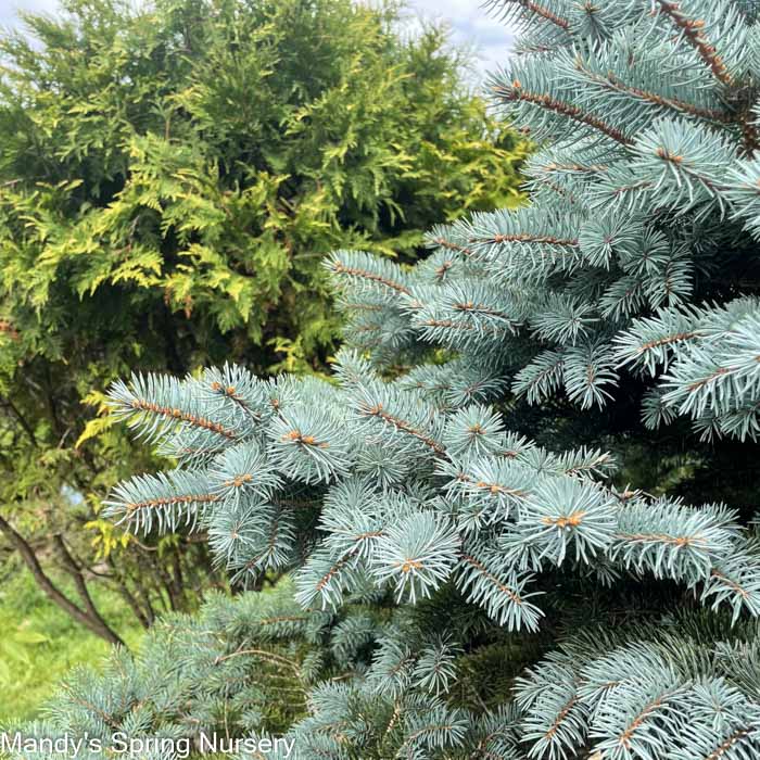 Thume Blue Spruce | Picea pungens