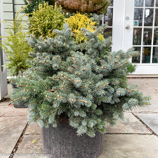 Globe Blue Spruce | Picea pungens