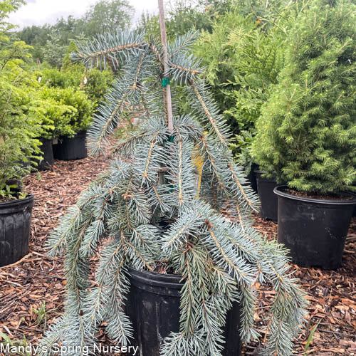 Slenderina Weeping Blue Spruce | Picea glauca Slenderina Pendula