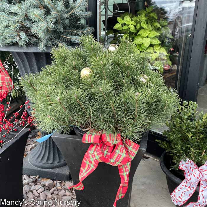 Mugo Pine | Pinus mugo var. pumilio