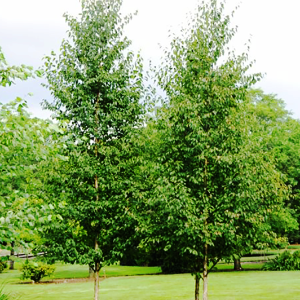 Renaissance Reflection Paper Birch | Betula papyrifera 'Renci' – Mandy ...