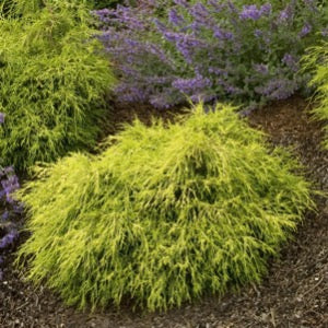 Golden Thread Cypress | Chamaecyparis pisifera filifera 'Aurea'
