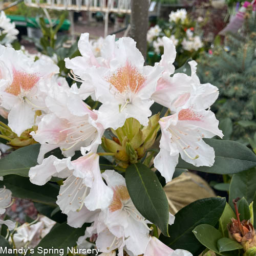Cunningham's White Rhododendron | Rhododendron x.