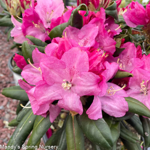 Maximum Independence Rhododendron | Rhododendron 'Maximum Independence’