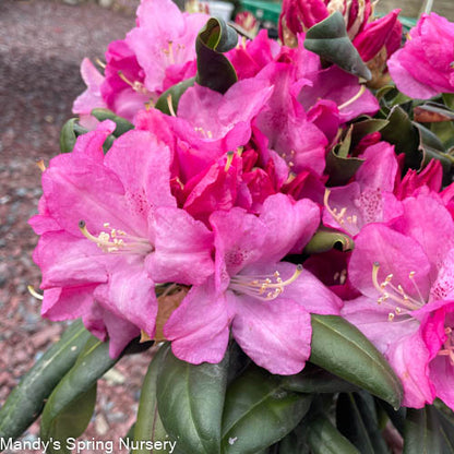 Maximum Independence Rhododendron | Rhododendron 'Maximum Independence’