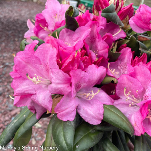 Dandy Man® Pink Rhododendron