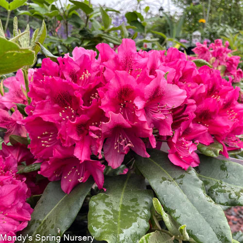 'Nova Zembla' Rhododendron