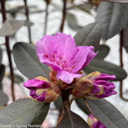 PJM Elite' Rhododendron | Rhododendron