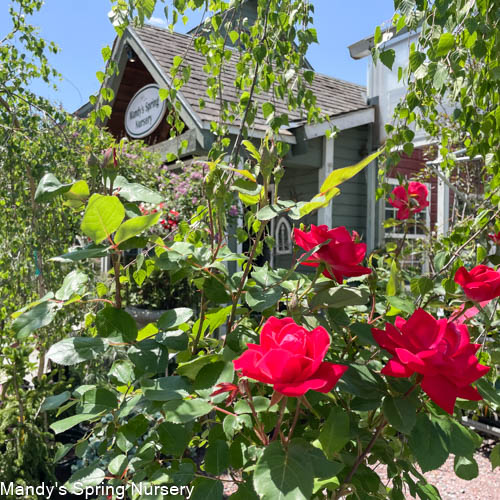 Red Double Knock Out Rose Tree-Form | Rosa