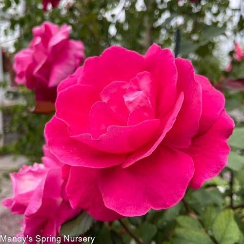 Pink Double Knock Out Rose | Rosa