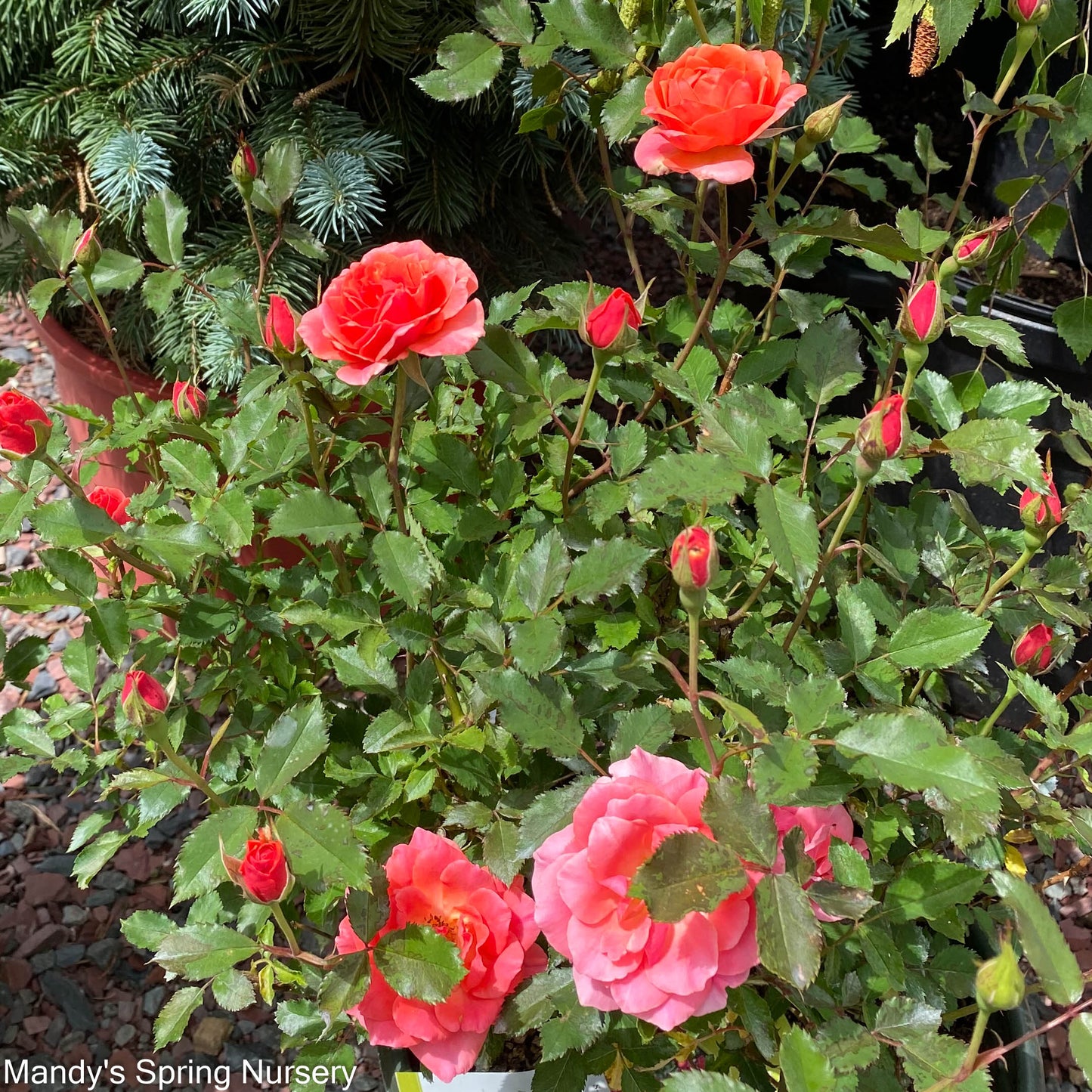 Coral Knock Out Rose | Rosa