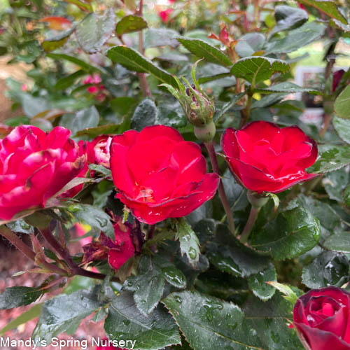 Petite Knock Out Rose | Rosa 'Petite Knock Out'